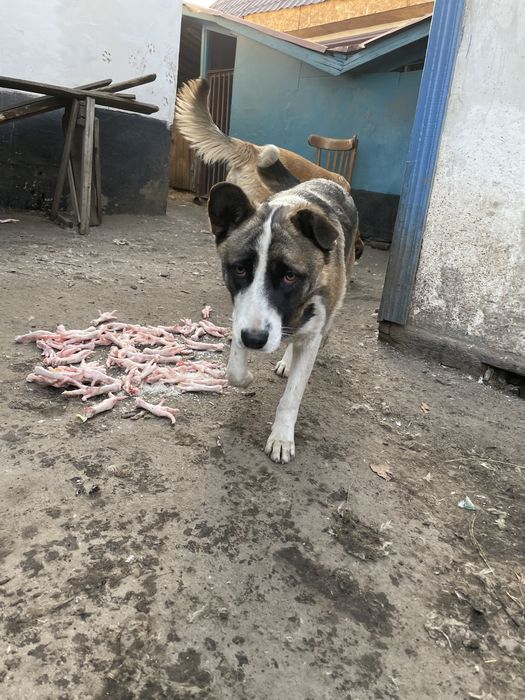 Отдам собачку