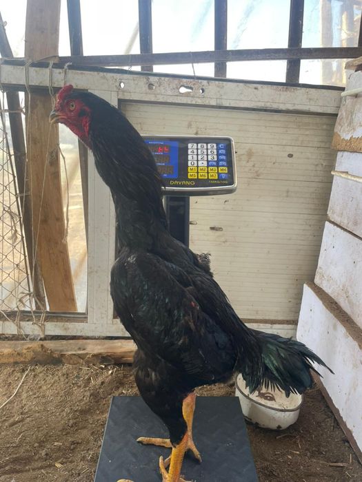 Дакан шөже қораз