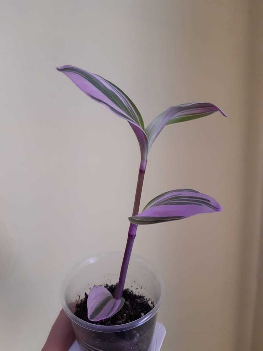 Нанук гибискус фикус