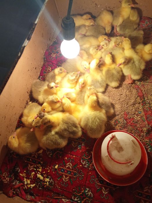 Продаються гусята