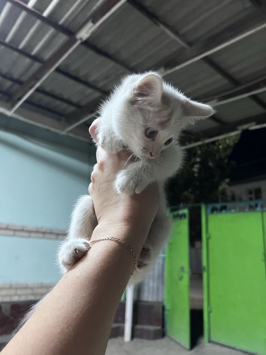 Отдам котят в добрые руки.