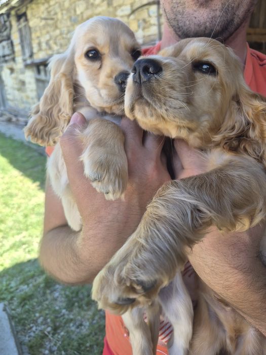 Продавам кокер шпаньоли