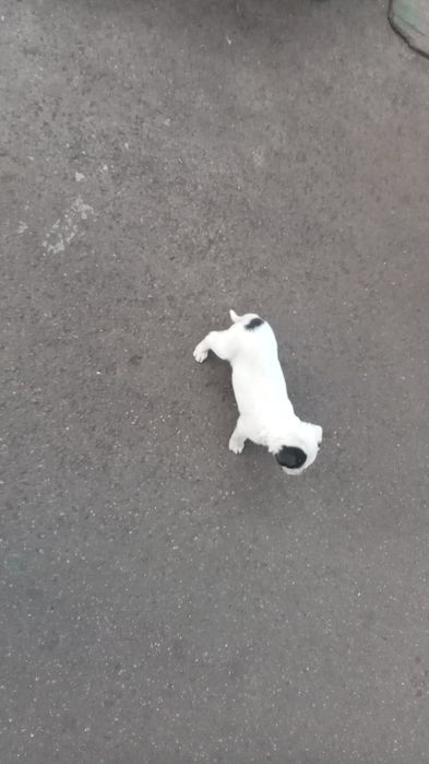 Щенята (в добрые руки)