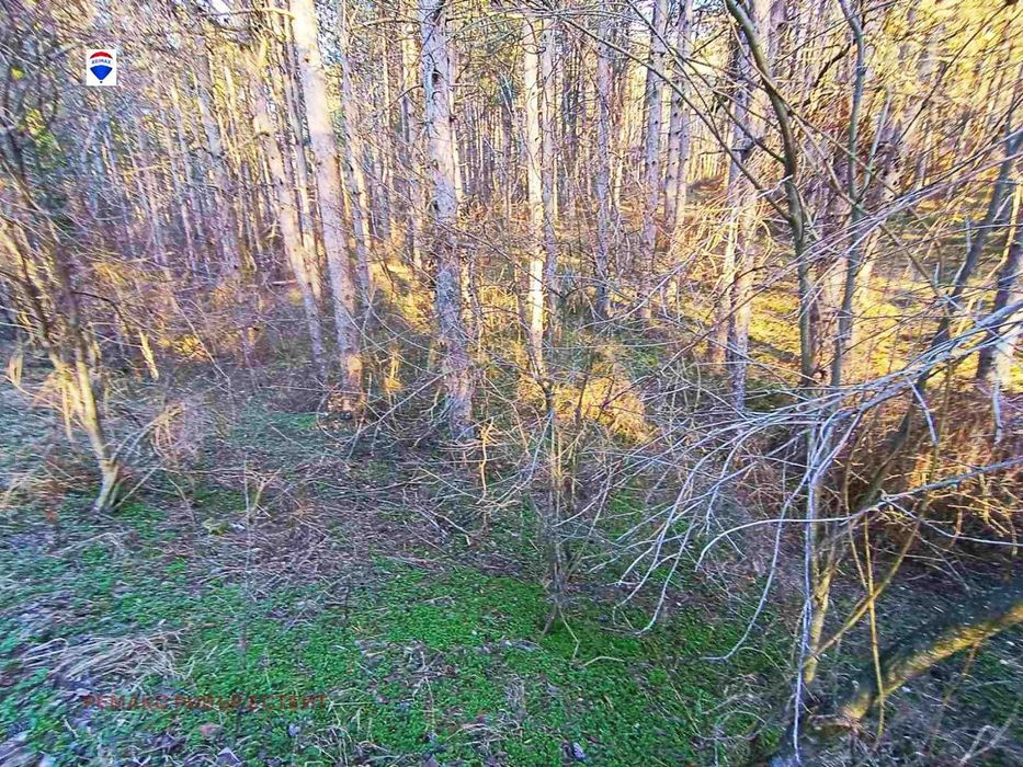 Горски масив в района на Лесопарк Липник