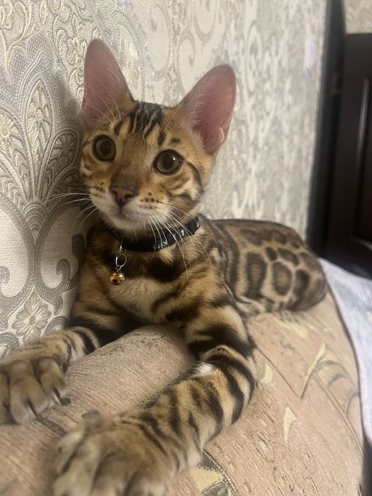 Bengal mushugi чистокровный