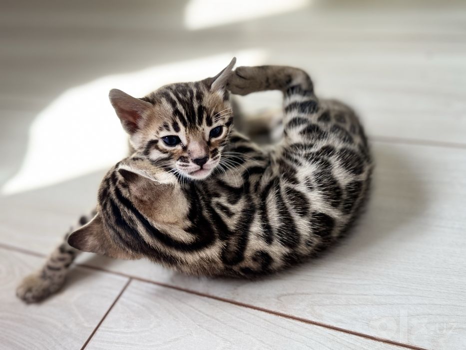 Бенгальские котята, бенгалы, кошки, пародистые, мушук