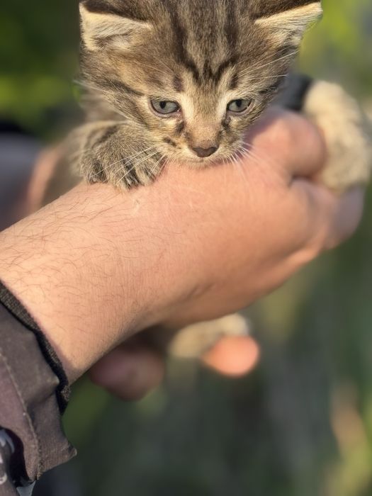 Котята Аксу бесплано
