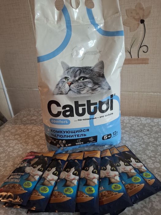 Продам кошку породы скотиш фолд девочка