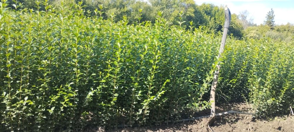 Лигуструм - Овалифолиум