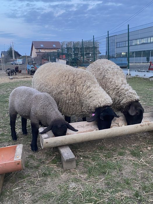 Vand oi cu miei Suffolk