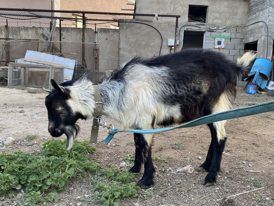 Теке сатылады (козел) Пиакок