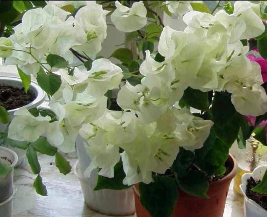 Комнатные растения