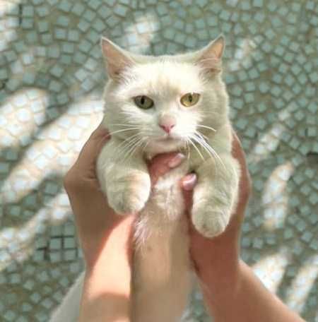 Отдам котенка в добрые руки