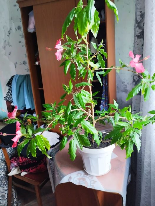 Продам  китайскую розу(гибискус)