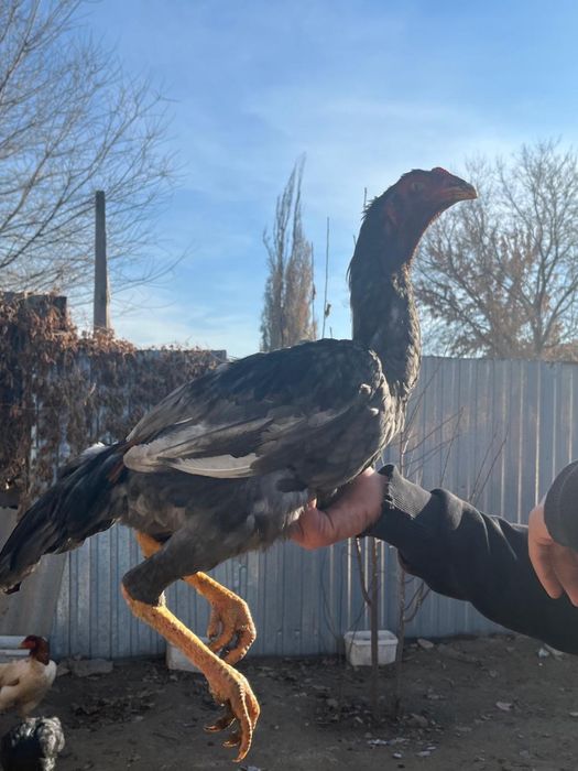 10 месяцев Дакан хороший