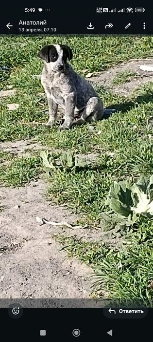 Щеночки ищут дом и любящих хозяев