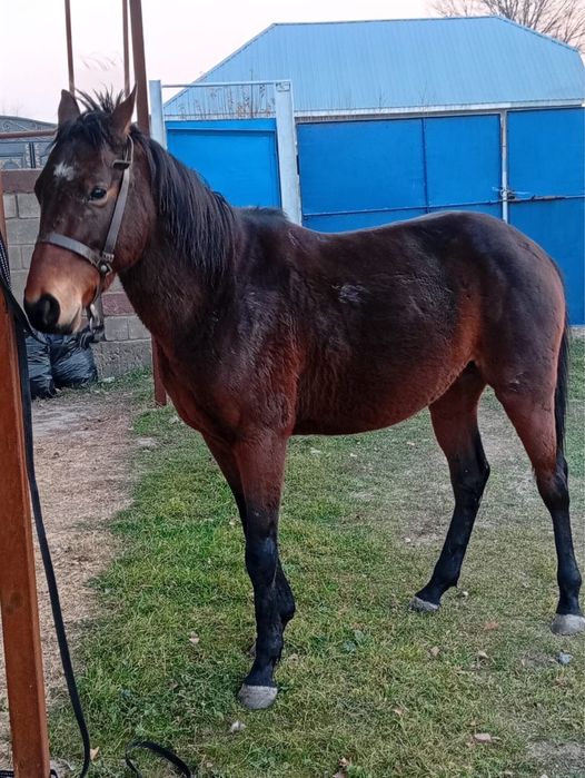 Ат сатылады срочно