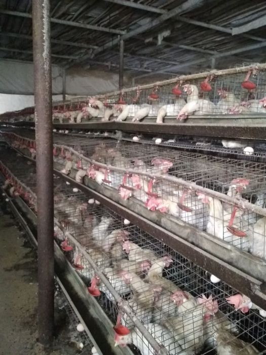 Товук сетка завот