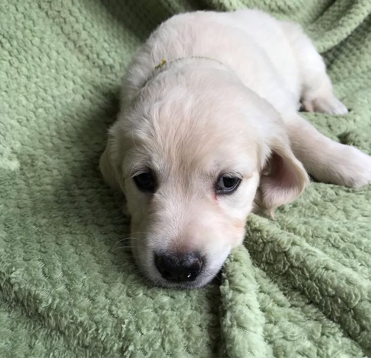 Щенки голден лабрадор ретривер