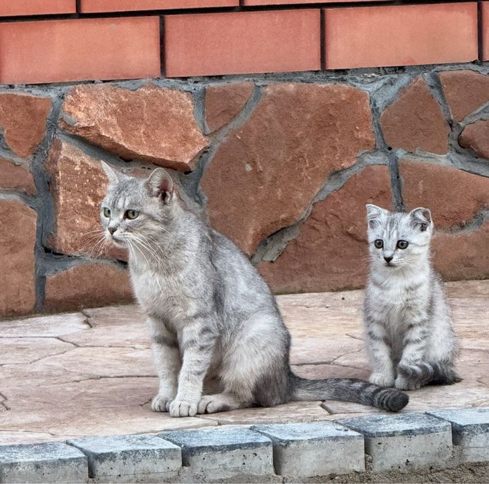 Отдам кошку, кота и котят
