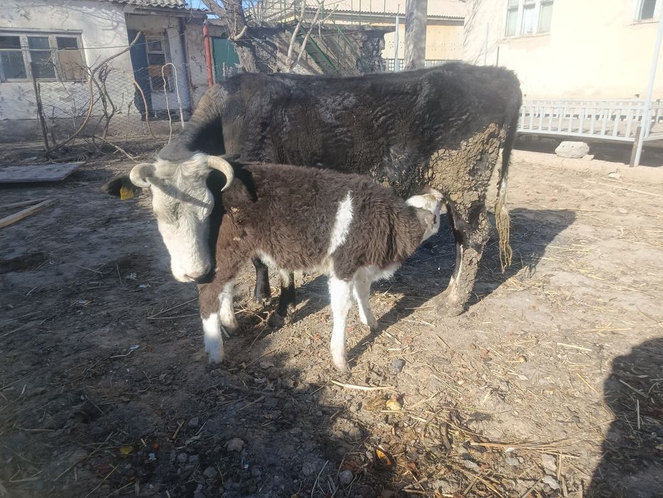 Бұзаулы сиыр(Жуас сиыр)