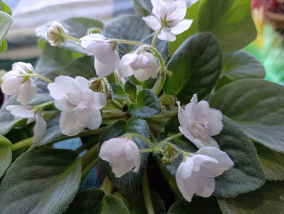 Белая махровая фиалка