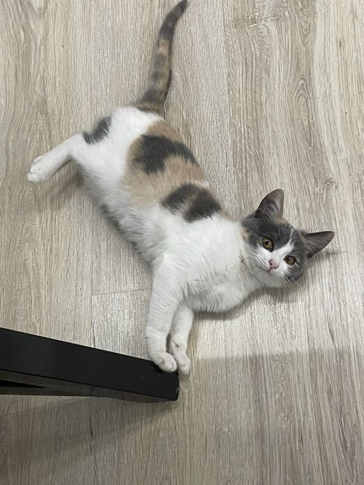 Хорошая кошка )))