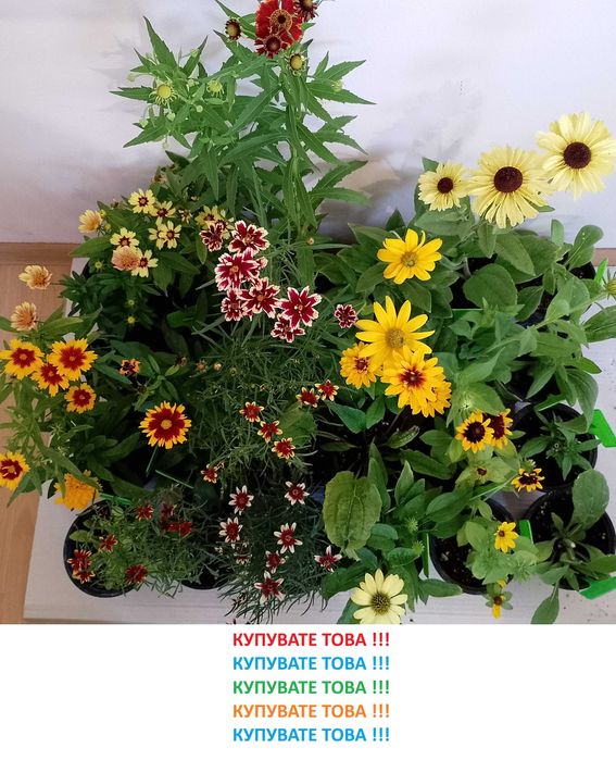 Многогодишни Градниски Цветя – ЦЕНА 4,95 лв./бр.