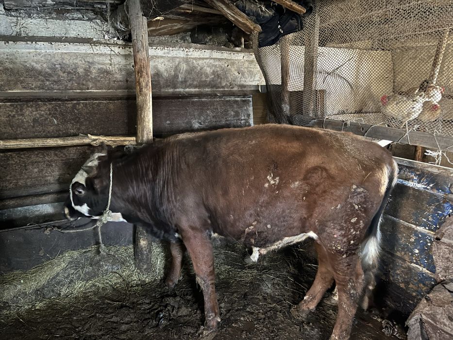 Продам Бычков 1.5года