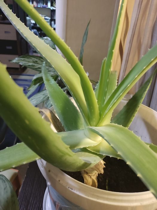 Алоэ очень красивая почти 9 лет