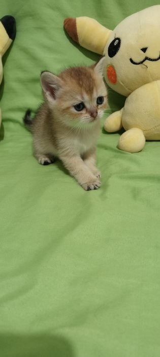 Продам котят Скоттиш Страйт фолд