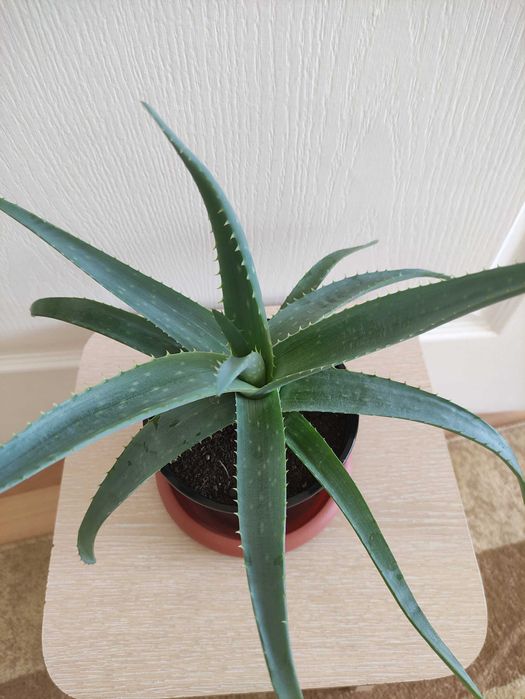 Алоэ в наличии 2500