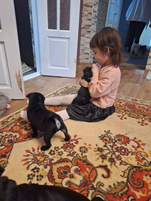 Мопсодетки ,мопсята