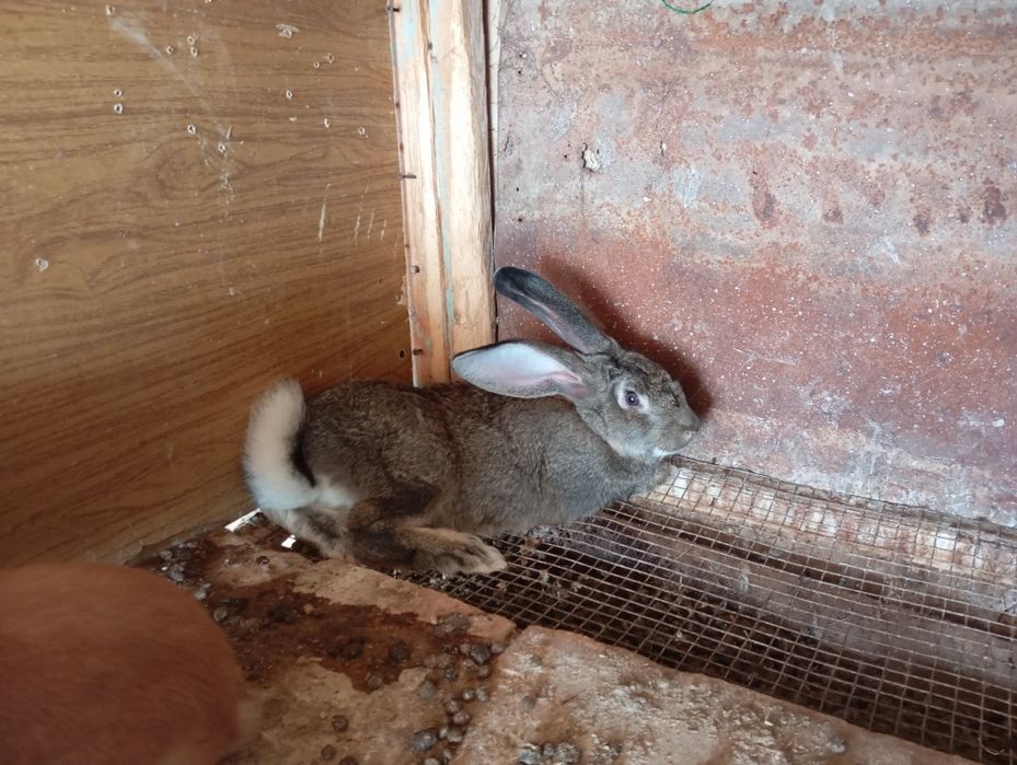 Velikan samkala sotiladi