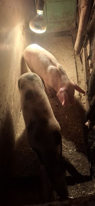 Прасета за угояване