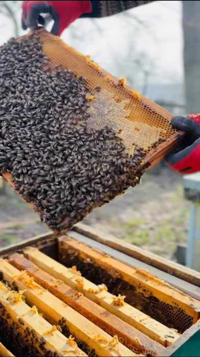 Familii de albine de vânzare – stupi cu albine, colonii puternice