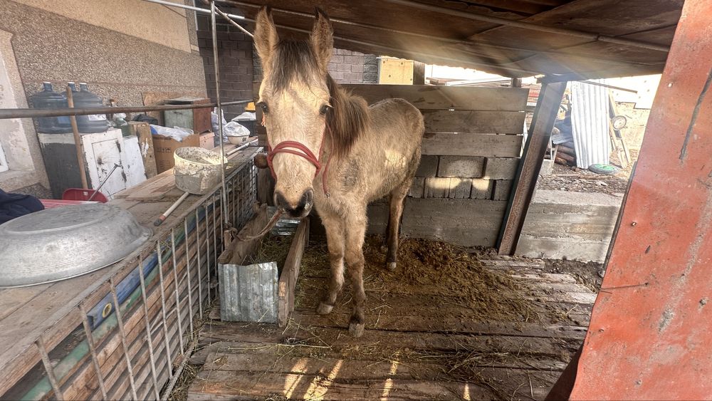 Тай сатылады 9 айлық