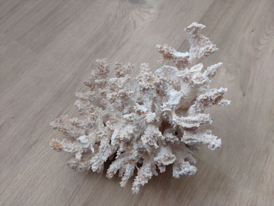 Коралл в аквариум