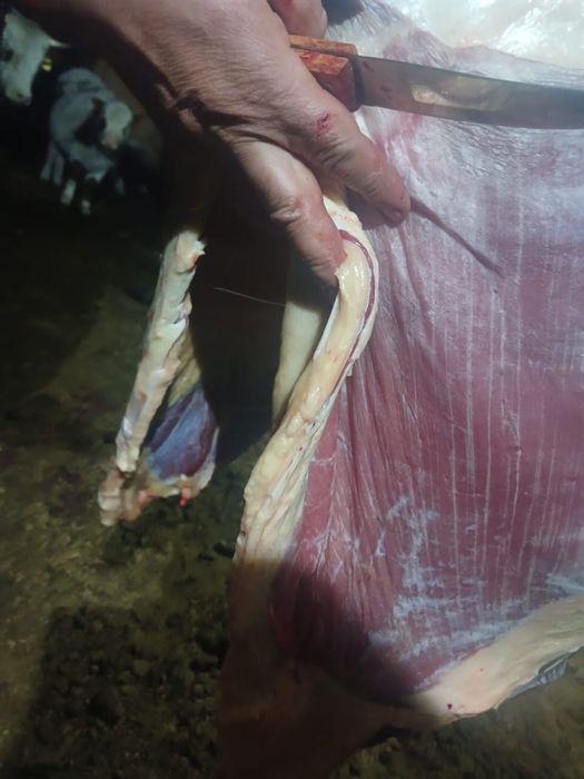 Жабагы сатам соғым