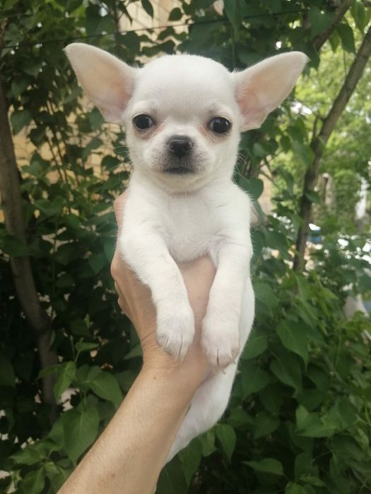 Продам щенков чихуахуа