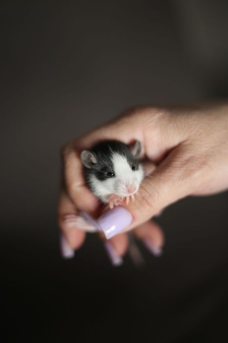 Декоративные крысы дамбо