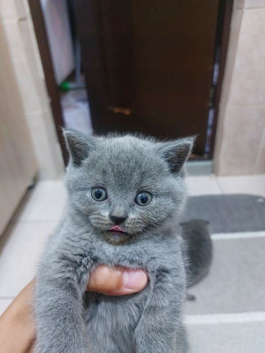 Продаю котят скоттиш страйт и скоттиш фолд