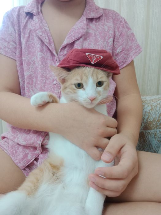 Отдам кошку в хорошие руки