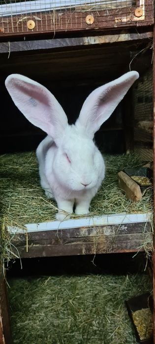 Vând iepuri Uriaș German alb