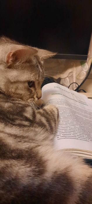 Пропала кошка,район Казыбек би