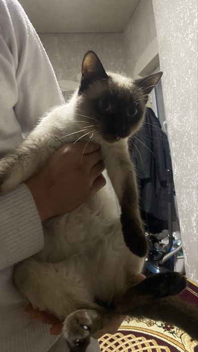 Seamskiy mushuk 8 oylik.