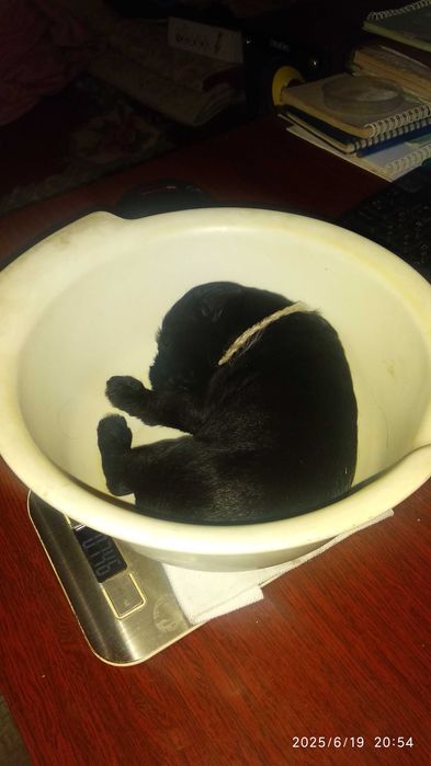 Продаются щенки цвергшнауцера.