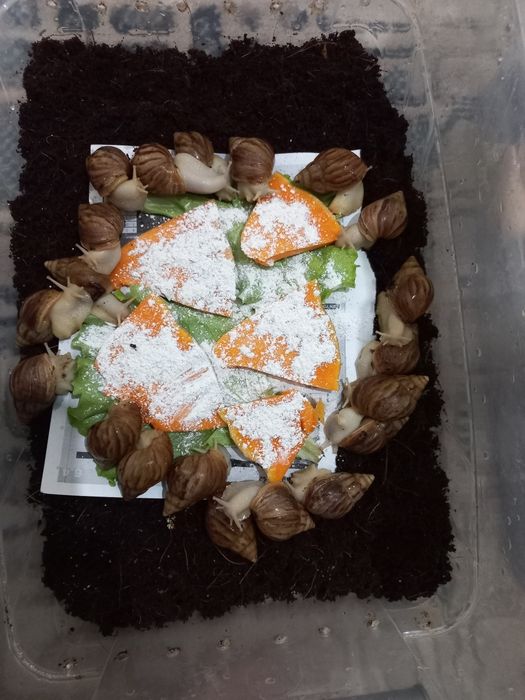 Ulitka optom narxda fulika albinos