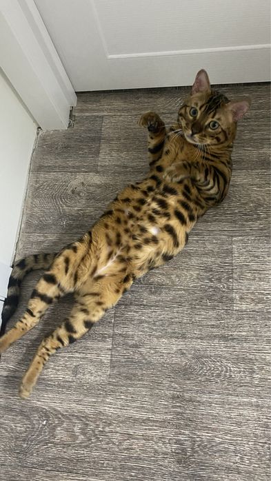 Вязка бенгала