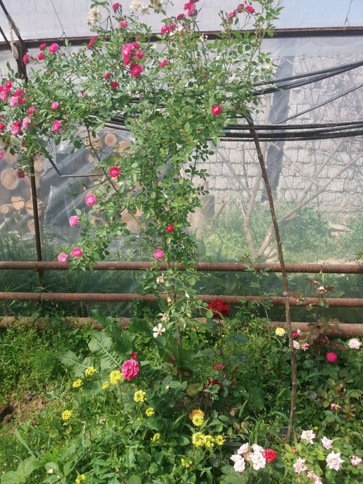 Атиргул кучатлари сотилади